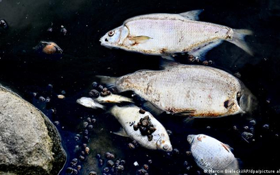 Znowu śnięte ryby w Odrze. Niemcy wydali ostrzeżenie