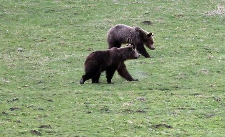 Niedźwiedzie w pobliżu Kużnic w Tatrach wiosną 2025 roku.