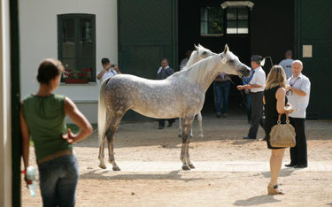 Koniec aukcji koni Pride of Poland. Wprowadzono zmiany