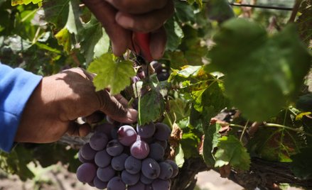 Francja produkuje za dużo wina, musi karczować winnice