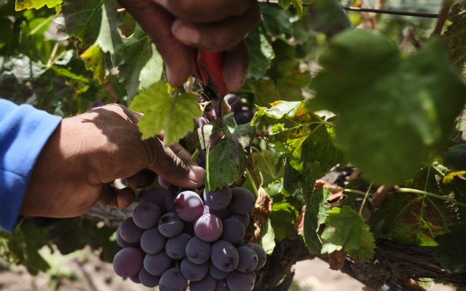 Francja produkuje za dużo wina, musi karczować winnice