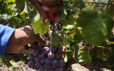 Francja produkuje za dużo wina, musi karczować winnice