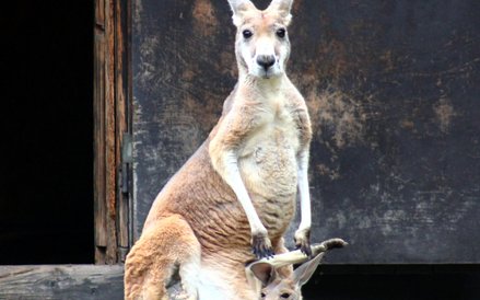 Dla maleństwa wciąż najbezpieczniejszym miejscem na świecie jest torba kangurzycy