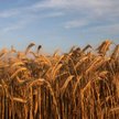 Astarta, Kernel, KSG Agro: Problemy z oziminami