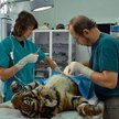 Maciej Pietrak, jest weterynarzem w ogrodzie zoologicznym już 26 lat. To on, m.in. operował tygrysic