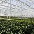 Największa na świecie szklarnia na dachu zaopatruje Montreal w warzywa