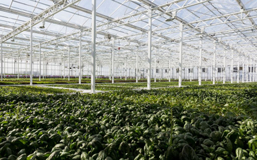 Największa na świecie szklarnia na dachu zaopatruje Montreal w warzywa
