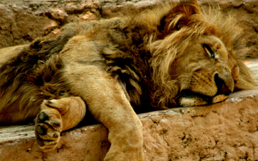Cztery lwy z zoo w Barcelonie zakażone koronawirusem