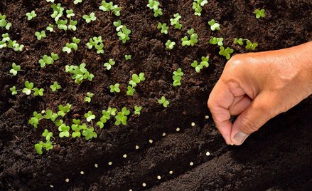 Jak siać warzywa?