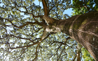 Brazylia: Drzewo jatoba jako uchodźca na terenie ambasady Norwegii