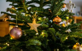 „Choinka pod Choinkę” to darmowa akcja skierowana do mieszkańców warszawskiego Bemowa