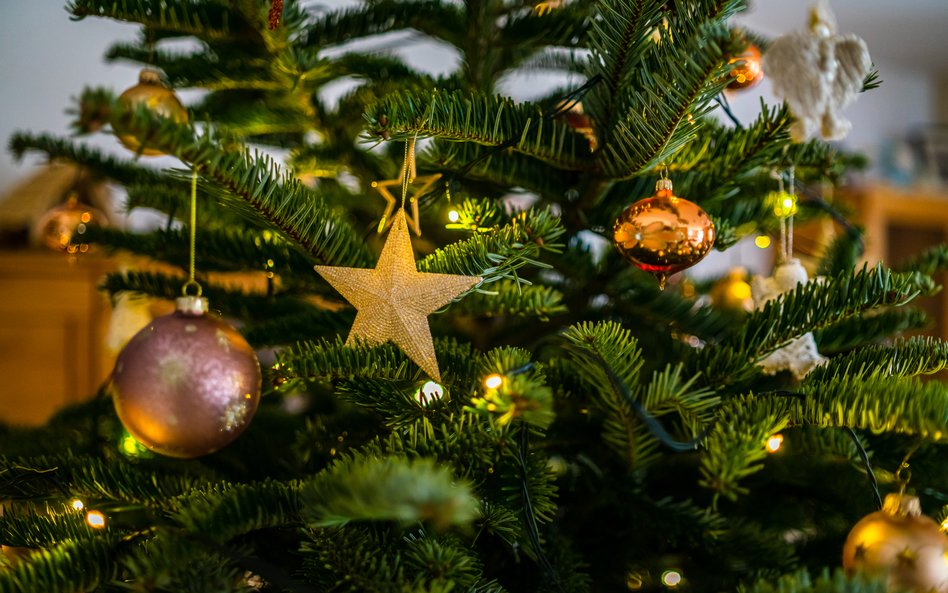 „Choinka pod Choinkę” to darmowa akcja skierowana do mieszkańców warszawskiego Bemowa