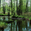 UE: Białowieża to rozdział zamknięty