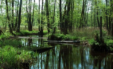 UE: Białowieża to rozdział zamknięty
