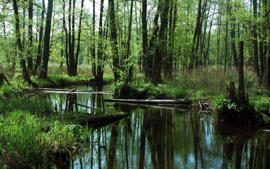 UE: Białowieża to rozdział zamknięty