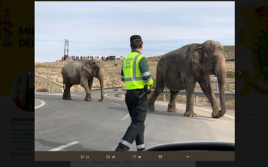 Słonie zablokowały autostradę w Hiszpanii