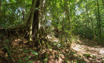 Financial Times: Puszcza za władzę