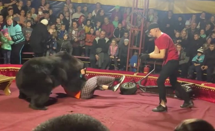 Niedźwiedź na oczach widzów zaatakował tresera w cyrku