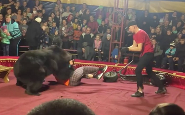 Niedźwiedź na oczach widzów zaatakował tresera w cyrku