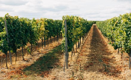 Zmowa winiarzy: słynni producenci z Bordeaux przed sądem. Grozi im więzienie