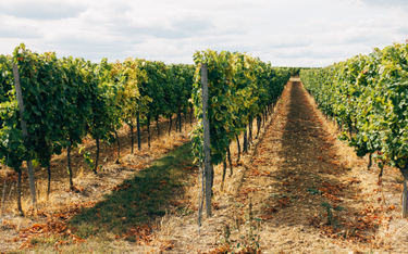 Zmowa winiarzy: słynni producenci z Bordeaux przed sądem. Grozi im więzienie