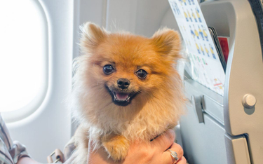 Pies też pasażer, odszkodowanie za opóźniony lot mu się należy