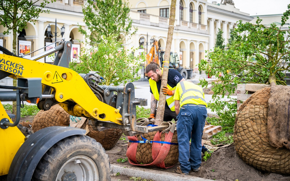 Na plac Bankowy przyjechało już 16 drzew, czyli połowa wszystkich zaplanowanych w tym miejscu