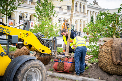 Na plac Bankowy przyjechało już 16 drzew, czyli połowa wszystkich zaplanowanych w tym miejscu