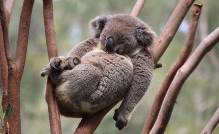 Dramatyczny spadek populacji koali. Symbol Australii wymiera