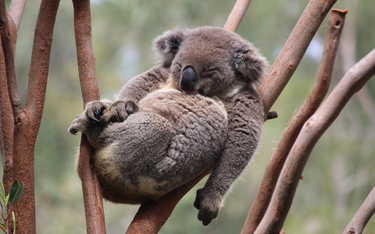 Dramatyczny spadek populacji koali. Symbol Australii wymiera