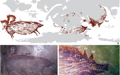 Indonezja: Znaleziono najstarszy rysunek zwierzęcia na świecie