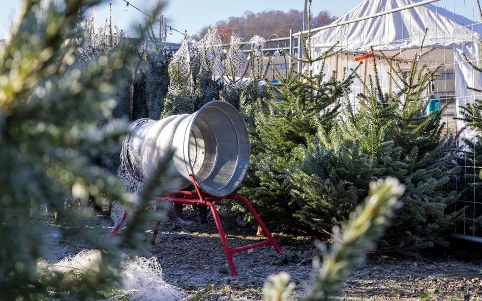 Niemcy stają się potentatem choinkowym w Europie