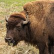 Bizon zaatakował dziecko w parku Yellowstone
