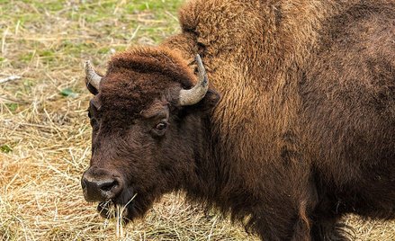 Bizon zaatakował dziecko w parku Yellowstone