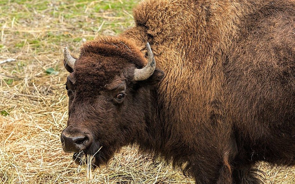 Bizon zaatakował dziecko w parku Yellowstone