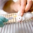 Na razie testy wykonywano wyłącznie na zwierzętach laboratoryjnych