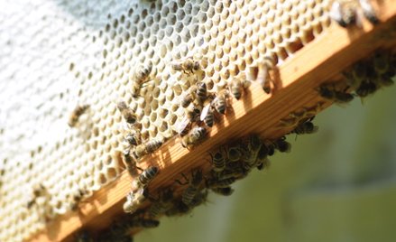 Zagadka zagłady pszczół