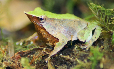 Żaby Darwina żyją w południowym Chile.