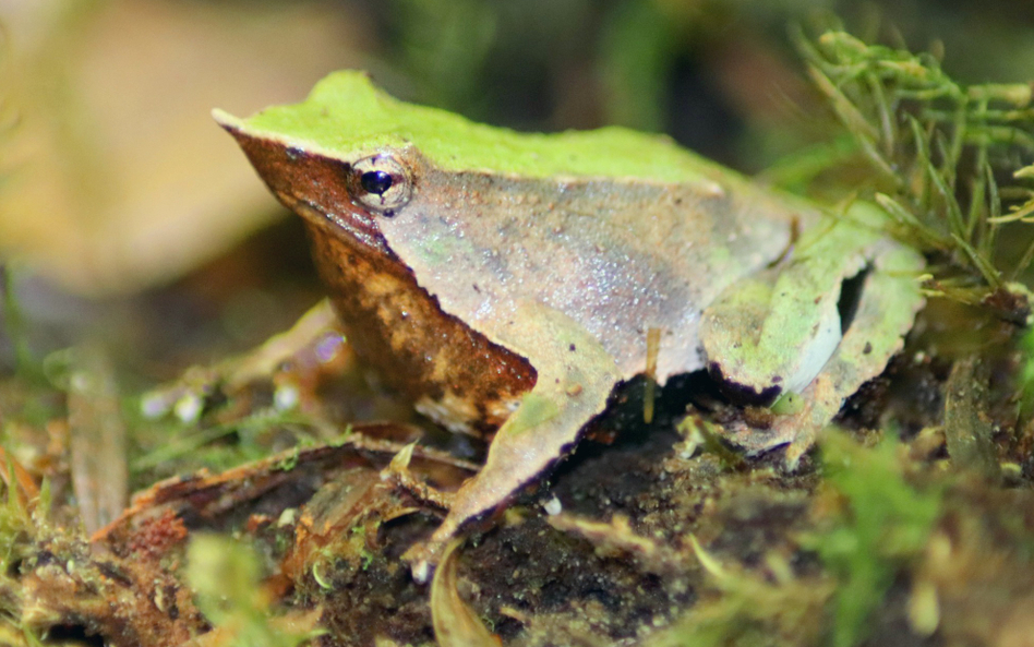 Żaby Darwina żyją w południowym Chile.