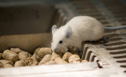 Zwierzęta wykorzystywane w badaniach nie będą już zawsze uśmiercane