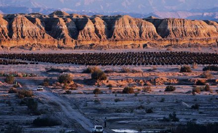 Sady mango w kotlinie Arawa. Izraelczycy nawodnili pustynie