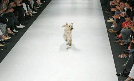 Intratny zawód psiego trenera