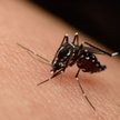 Dwa pierwsze przypadki zakażenia wirusem Zika w Polsce