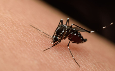 Dwa pierwsze przypadki zakażenia wirusem Zika w Polsce