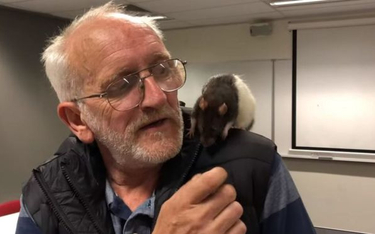 Australia: Bezdomny zgubił szczura. Pomogła mu policja