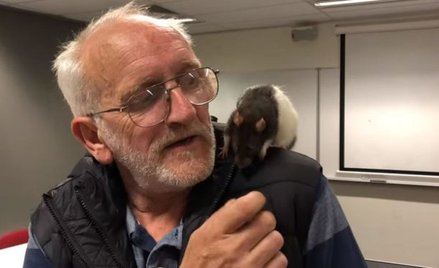 Australia: Bezdomny zgubił szczura. Pomogła mu policja