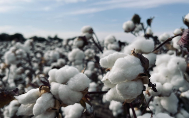 Apele nic nie dały. Bawełna zbierana przez niewolników w Chinach zalewa rynek