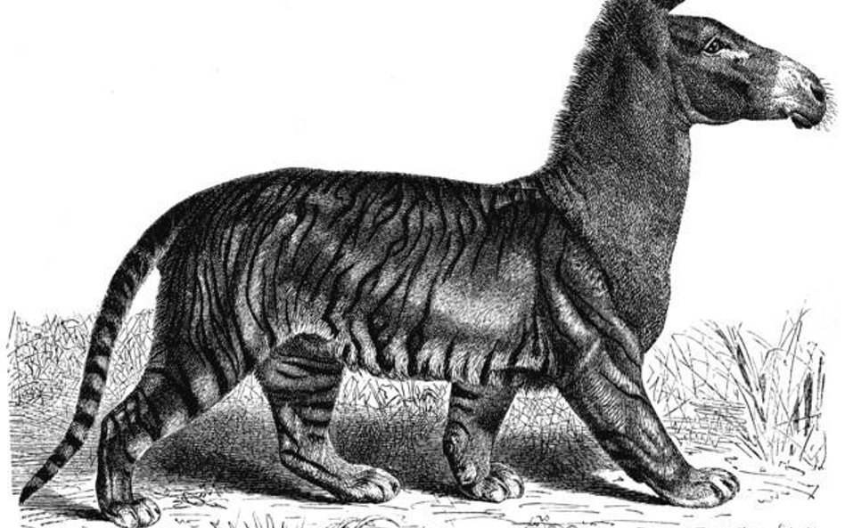 "Zwierzydełka", 1977