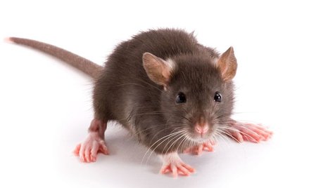 Szczecin przegrywa walkę ze szczurami?