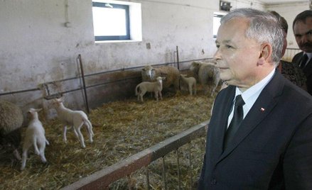 PiS wiąże ręce obrońcom zwierząt. Kto stoi za poprawką?